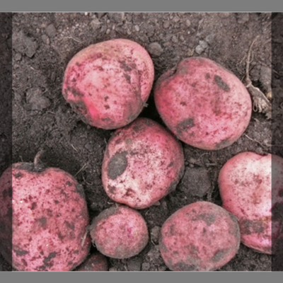 Pomme de terre rouge 'désirée'