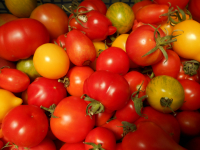 Tomates anciennes en mélange