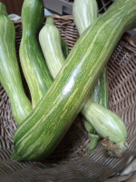 Courgette longue de nice