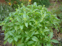 Bouquet de basilic