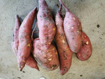 Patate douce
