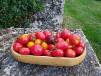 Mélange de tomates cerises et cockt