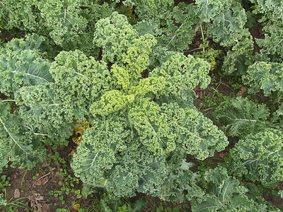 Chou kale vert