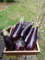 Aubergines violettes