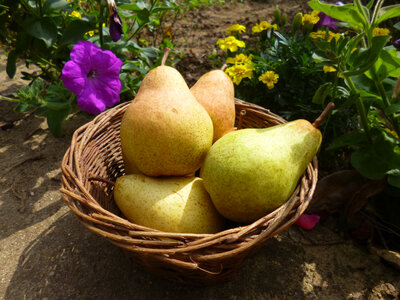 William 65/70 poire