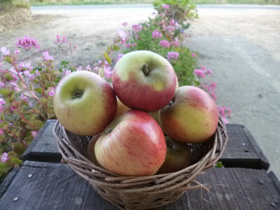 Reine des reinettes 95/120