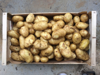 Pomme de terre bio chair fondante