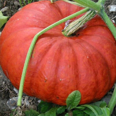 Potiron rouge vif d'etampes