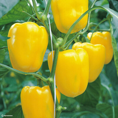 Poivron jaune