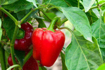 Poivron rouge