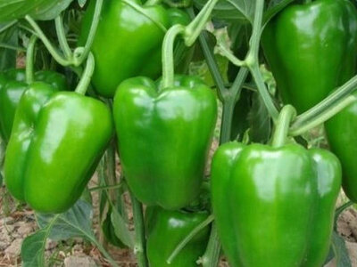 Poivron vert