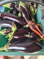 Aubergine