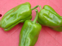 Poivron vert