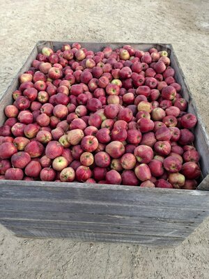 Pomme bio 1kg