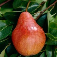 Poire 1kg