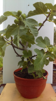 Figuier bonsaï ficus carica