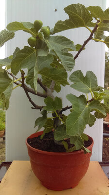 Figuier bonsaï ficus carica