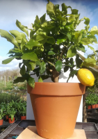 Citronnier bonsaï 4 saisons pot tc 29 cm