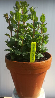 Menthe mojito en pot terre cuite 15c