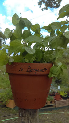 Menthe bergamote pot terre cuite 15c