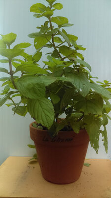 Menthe citronné pot terre cuite 15c