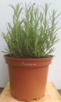 Romarin en pot de 17 cm