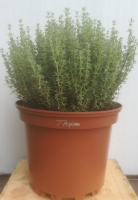 Thym en pot de 17 cm