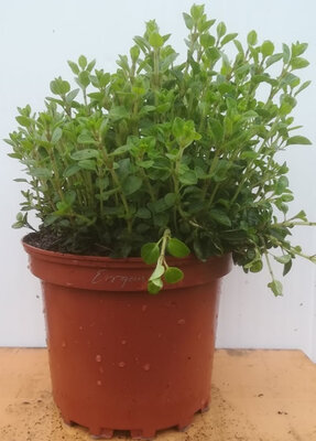 Origan en pot de 17 cm