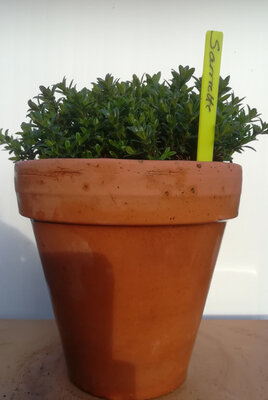 Sarriette en pot terre cuite 15cm