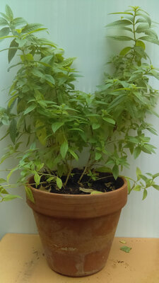 Verveine citronné pot terre cuite 1