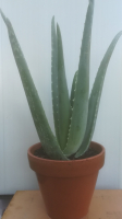 Aloé verra (30cm) en pot terre cuite 17cm