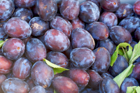 Quetsches bio de lorraine