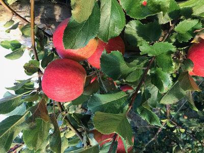 Pomme elstar