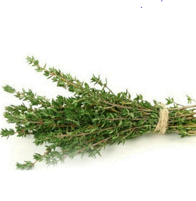Thym bio-