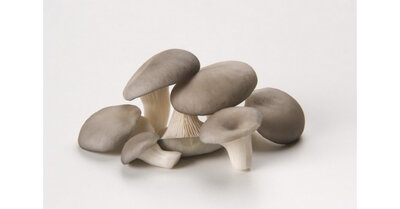 Champignons pleurotes grises bio
