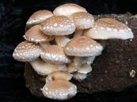 Champignons shiitakes bio