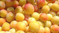 Mirabelles