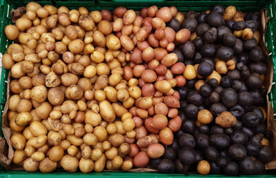 Mélange de pomme de terre ( grenaille ) bl,ro