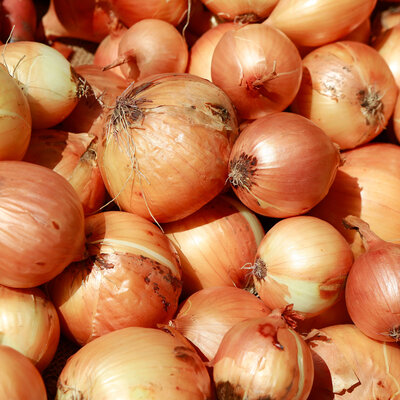 Oignons jaunes bio 500g