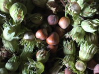 Noisettes avec coque et involucre