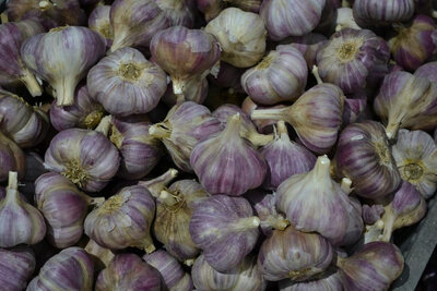 Ail violet