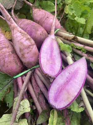 Radis violet