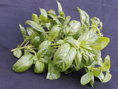 Bouquet de basilic