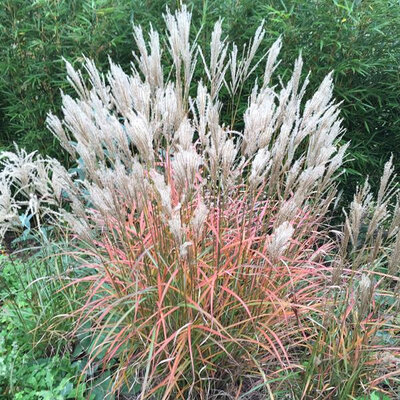 Miscanthus droning ingrid