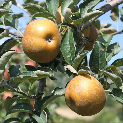 Pomme reinette grise
