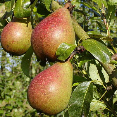 Poire louise bonne