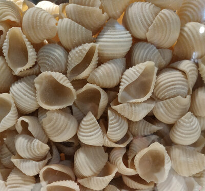 Conchiglie sec bio