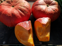 Potiron rouge vif d'étampes au kg