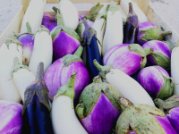 Aubergine mixte
