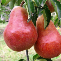 Poire williams rouge